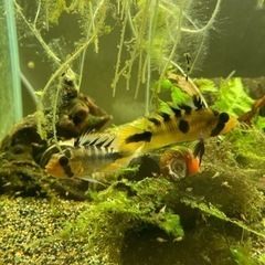 Ap.ロシタエ　Wild の♂