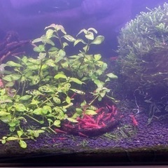 レッドチェリーシュリンプ③の画像