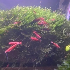 レッドチェリーシュリンプ③の画像