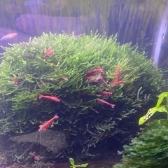 レッドチェリーシュリンプ③の画像