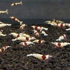 癒やされて見ませんか？＾＾レッドビーシュリンプ　各種扱っております