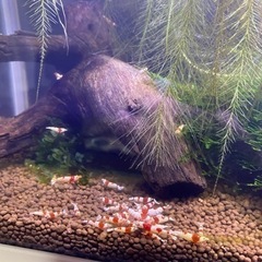 レッドビーシュリンプ