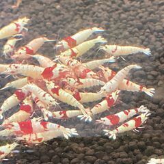 観賞用エビちゃん　各種取り扱っております♪
