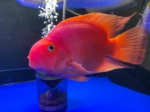 キングコングパロットフファイヤー　約22cm