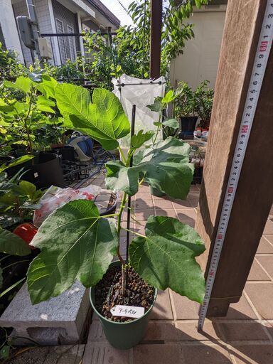 イチジク　アーチペル ２年生苗