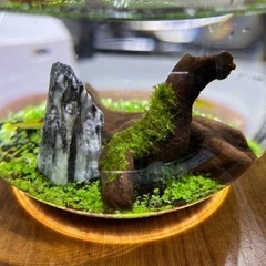 お取引中【オーダー品】アクアボトル(直径15㎝)緑の絨毯仕上げ