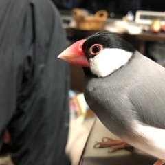 迷子の文鳥探しています。