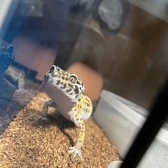 ヒョウモントカゲモドキ2匹相談中です