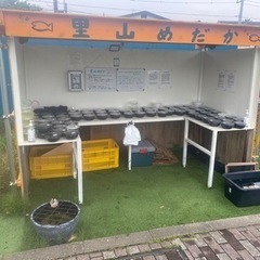 改良めだかとタマミジンコ　里山めだか 5/17