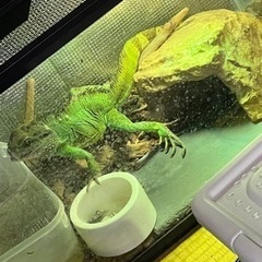インドシナウォータードラゴン里親募集中