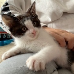 子猫里親募集