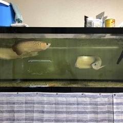 大型水槽の画像