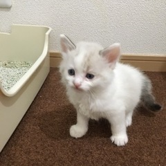 残り1匹です。再投稿しています。