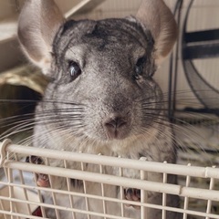 チンチラオス　里親募集です