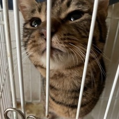 mix猫 オス(まるくん) 誰か優しい方で至急お願いします。