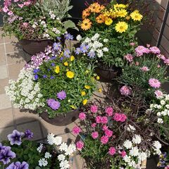 寄せ植えワークショップ