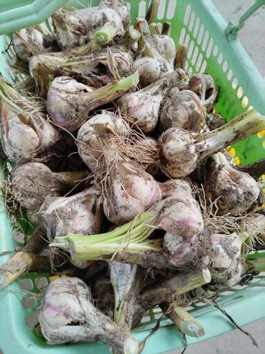 生ニンニク 裂玉  10キロ