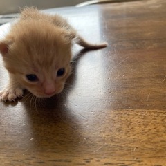 【一時中断】5月3日生まれ子猫