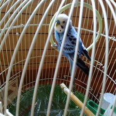 インコ
