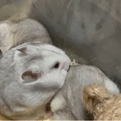 生後2ヶ月ゴールデンハムちゃん4匹　里親募集 - その他