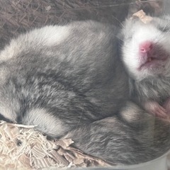 生後2ヶ月ゴールデンハムちゃん4匹　里親募集 - 岡崎市