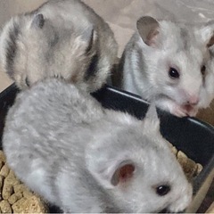 生後2ヶ月ゴールデンハムちゃん4匹　里親募集 − 愛知県