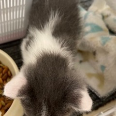 パステル　ハチワレ　保護猫 - 四国中央市