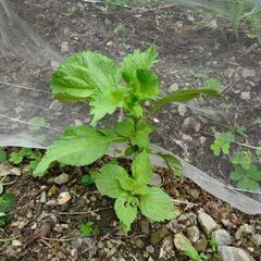 無農薬　野菜苗、タネ   お好きなもの５種で５００円の画像