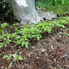 無農薬　野菜苗、タネ   お好きなもの５種で５００円の画像
