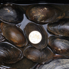 🐚タナゴ産卵用にドブ貝はいかがですか👍の画像