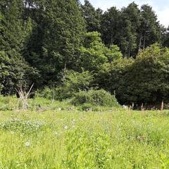 お庭や農地の草刈、雑木伐採代行【お試し期間中】