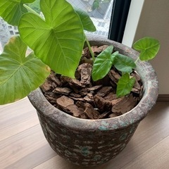 観葉植物　クワズイモの画像