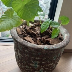 観葉植物　クワズイモの画像