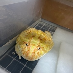 クランウェルツノガエル里親募集中