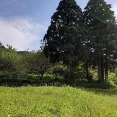 庭、農地除草作業、雑木伐採でお困りの方必見【お試し期間中】