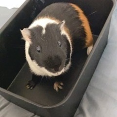 飼い主募集