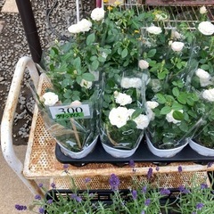 グリーンアイズ薔薇