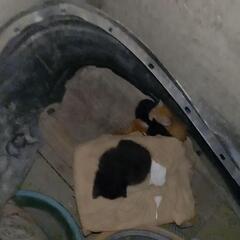 猫の里親よろしくお願いします。