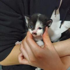 ハチワレメス子猫ちゃん　里親募集です(・∀・)5/17更新