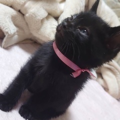 2ヶ月過ぎ  黒子猫2匹