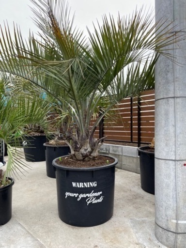 ココスヤシ、特大プランターココスヤシ！配送＋設置費コミコミ価格！関東圏