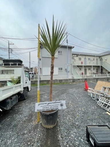 特大ドラセナ、ドラセナ、ドライガーデン、配送＋植え込みコミコミ価格