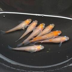 紅椿メダカ　紅白で綺麗🎵