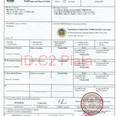 ヘビ革 本革 腹革 ダイアモンドパイソン A4×2サイズ保証 ホワイト×ブラウン
