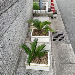 蘇鉄苗4株差し上げます