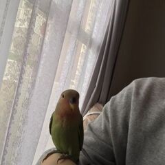 大切に育ててくれるかたもらってください