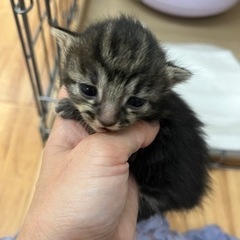 子猫　里親予約受付中