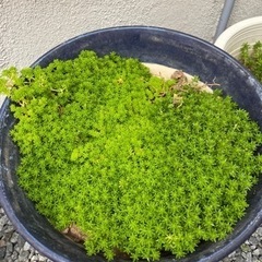 多肉植物　セダム　まだまだ沢山あります。