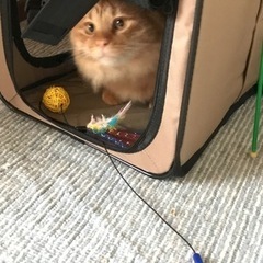 下水に住んでた茶トラのしろちゃん/新しいお家が見つかりました。あ...