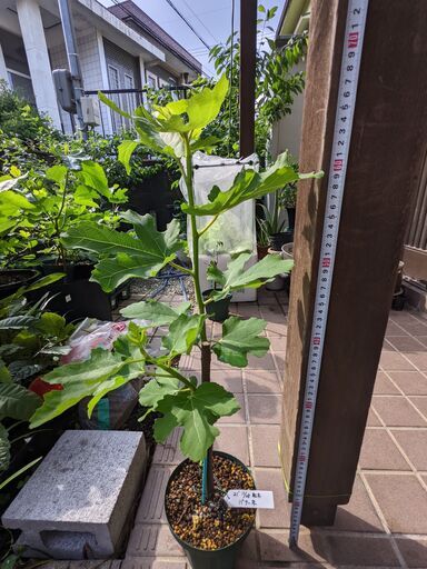 バナーネ　取り木苗